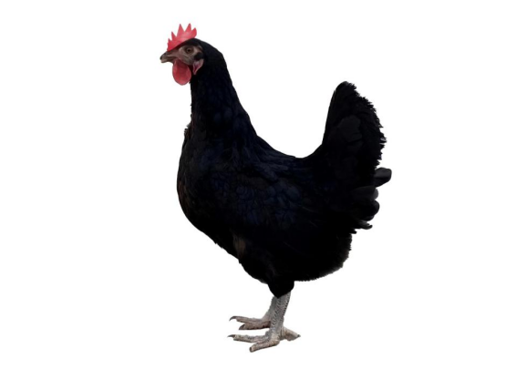17115315011730.png image.png